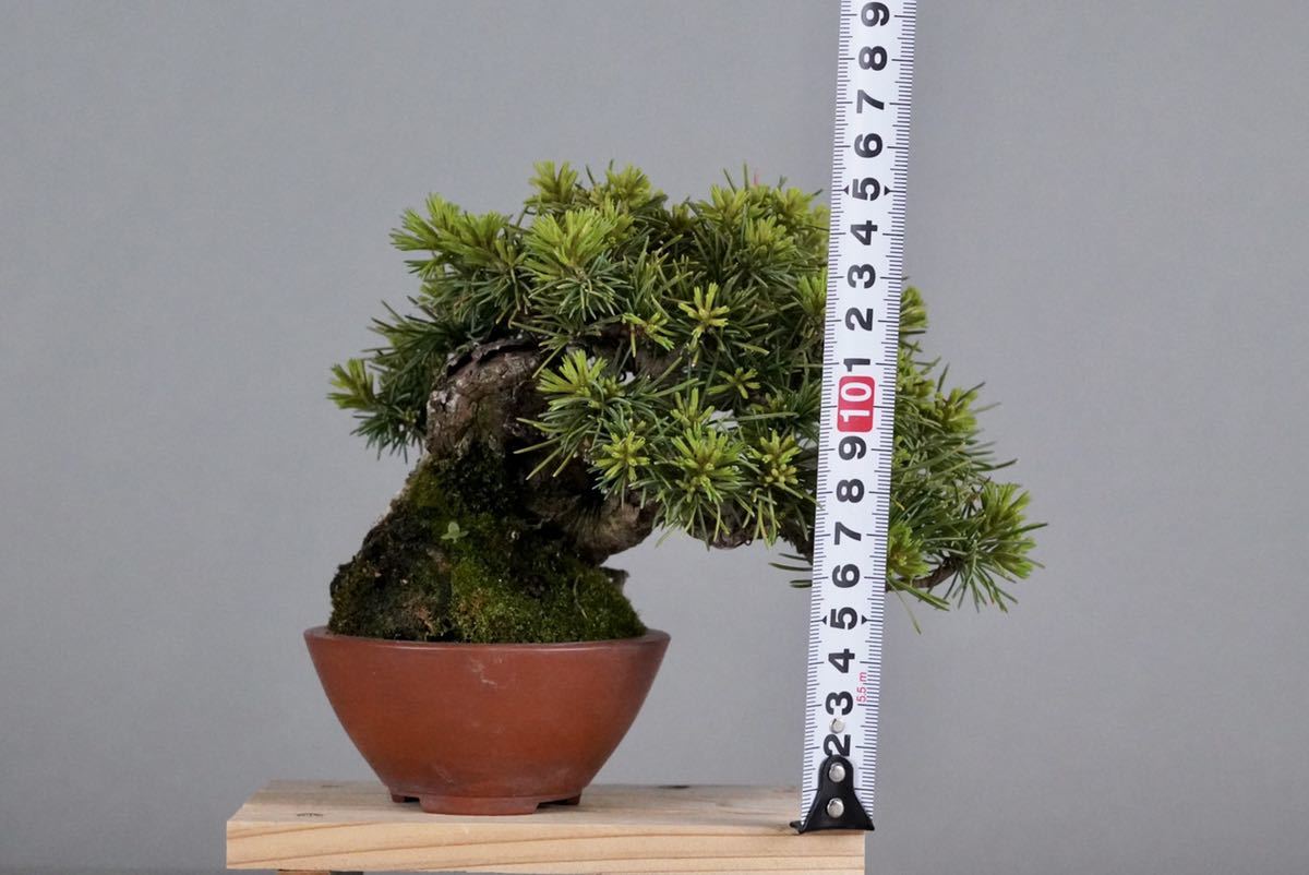 小品盆栽 逸品 五葉松 品種不明 葉性が良い