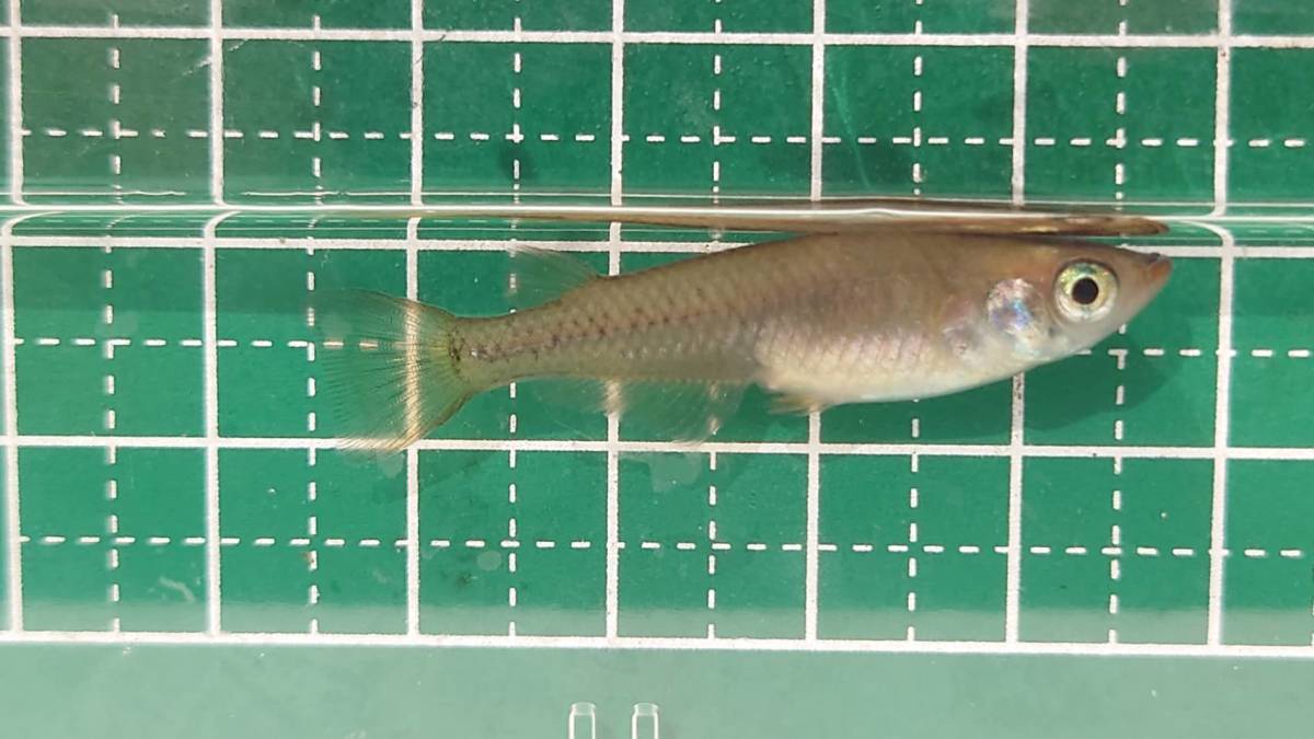 キタノメダカ アダルト4ペア8匹 新潟県信濃川水系産cb めだか 売買されたオークション情報 Yahooの商品情報をアーカイブ公開 オークファン Aucfan Com