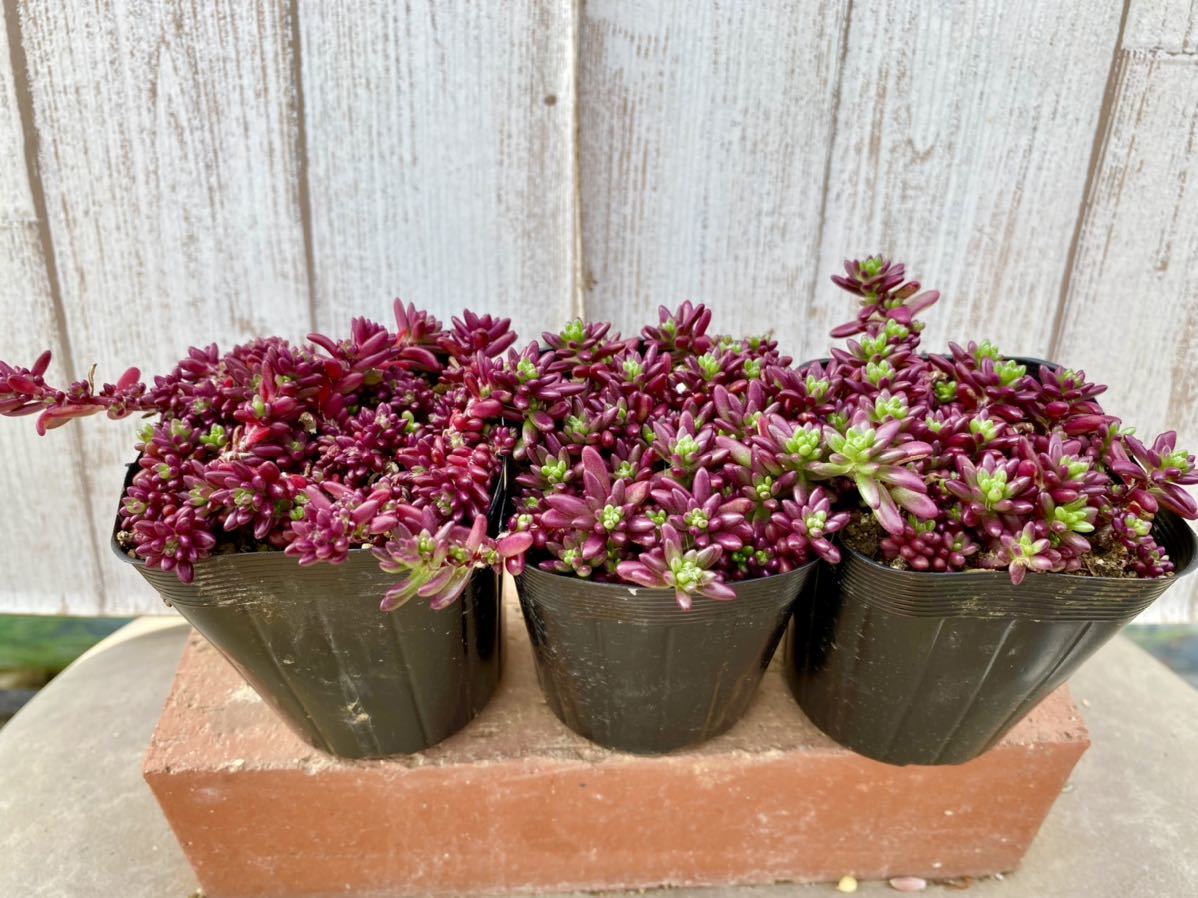 多肉植物 ポーチュラカ ピンキー３ポット 寄せ植えに サボテン 売買されたオークション情報 Yahooの商品情報をアーカイブ公開 オークファン Aucfan Com