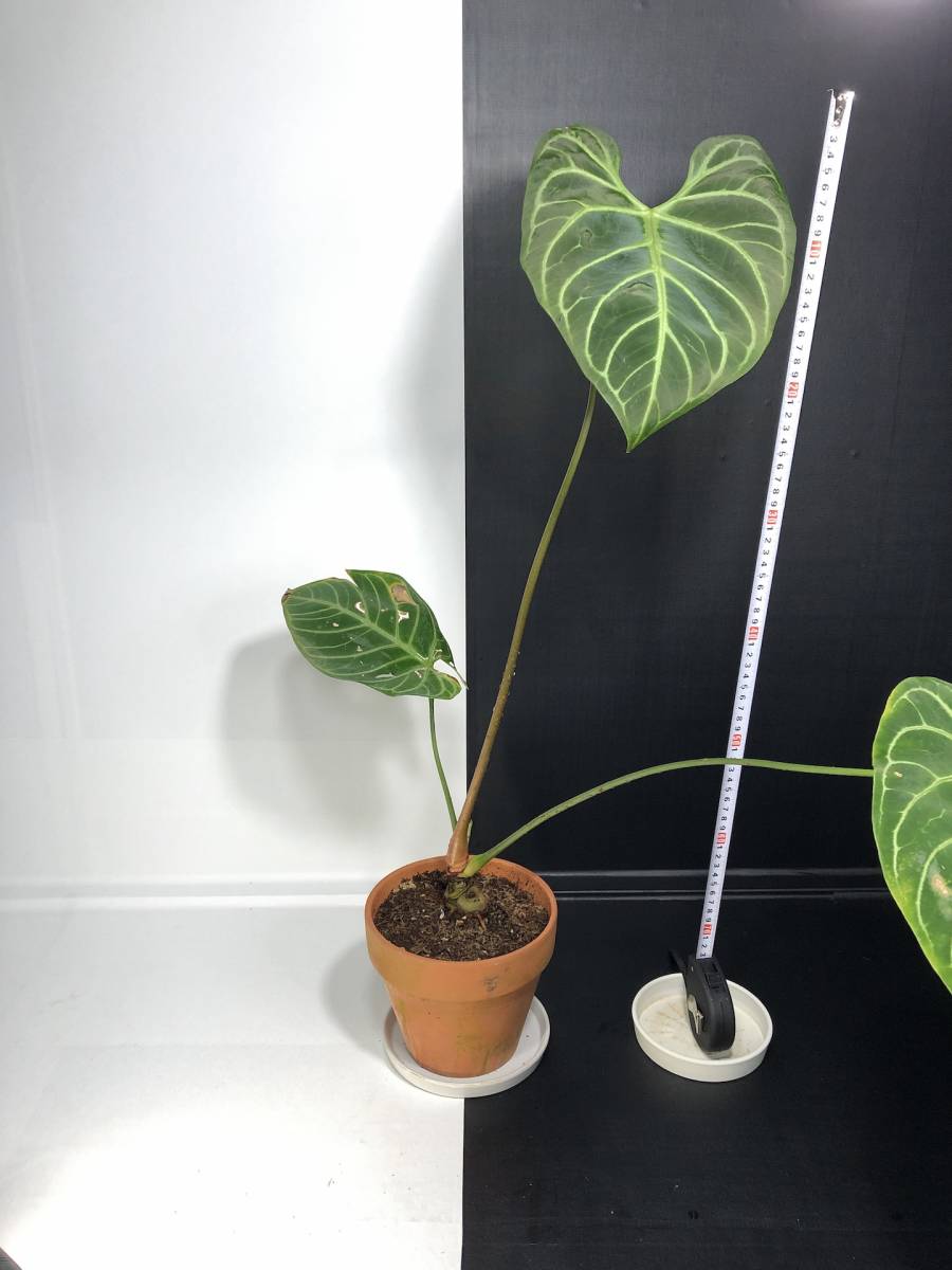 アンスリウム レガレ | Anthurium Regale | フィロデンドロン