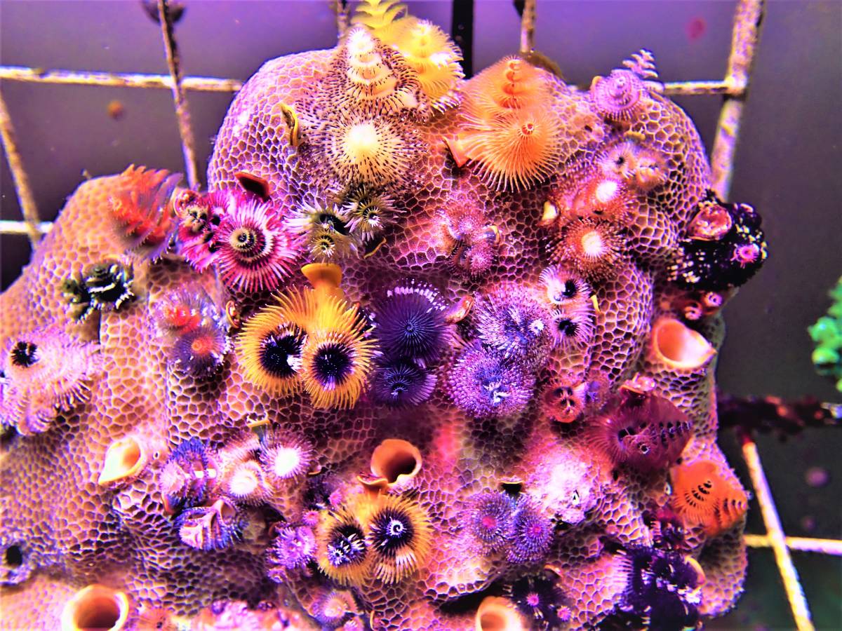 ナスタ ミドリイシ