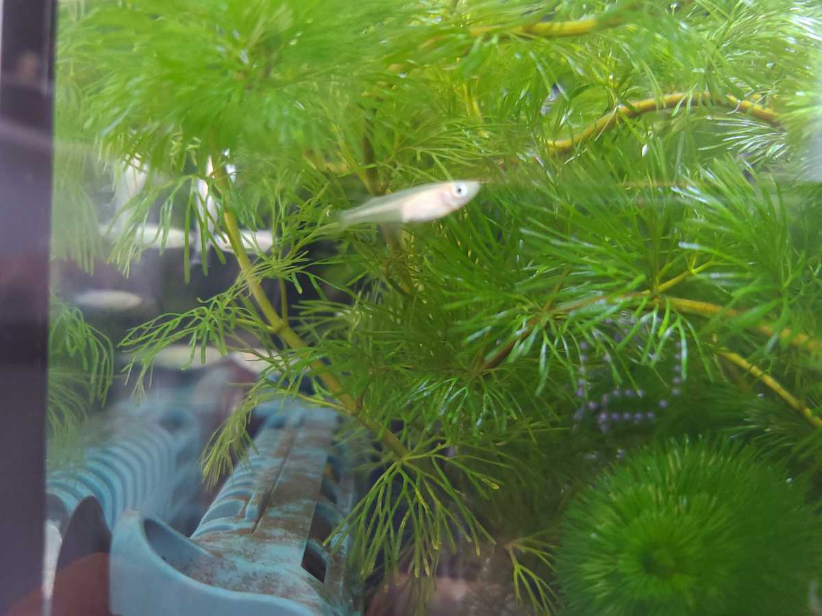 白メダカ卵50 A めだか 売買されたオークション情報 Yahooの商品情報をアーカイブ公開 オークファン Aucfan Com