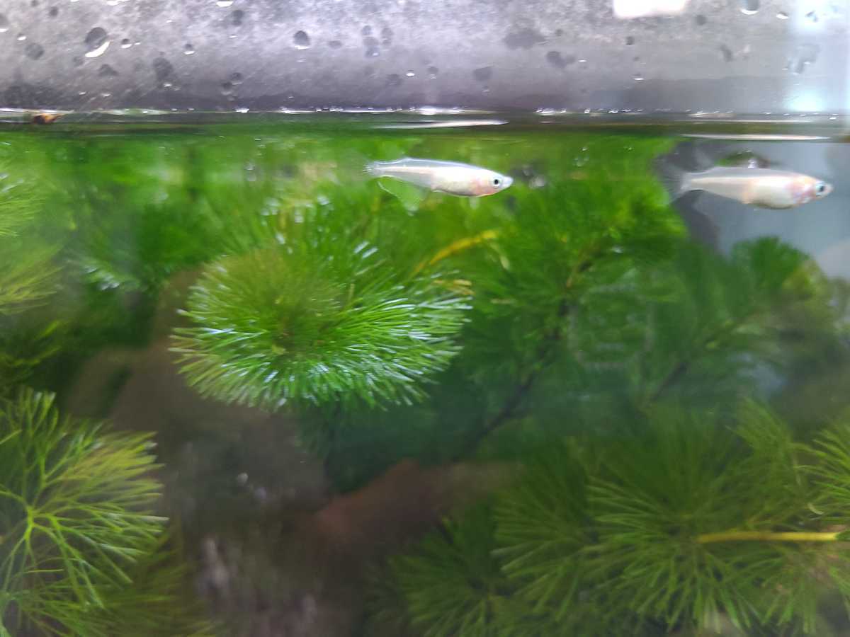 白メダカ卵50 A めだか 売買されたオークション情報 Yahooの商品情報をアーカイブ公開 オークファン Aucfan Com