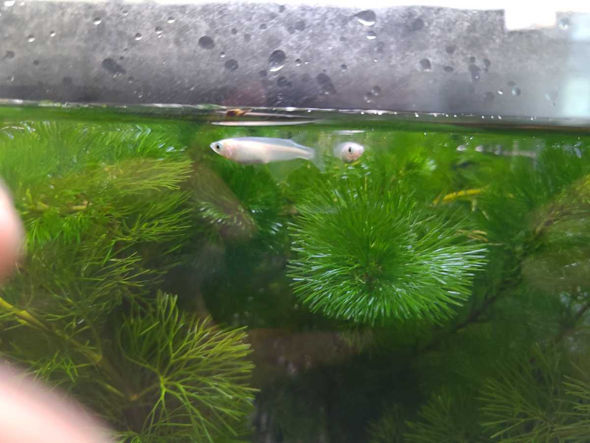 白メダカ卵50 A めだか 売買されたオークション情報 Yahooの商品情報をアーカイブ公開 オークファン Aucfan Com