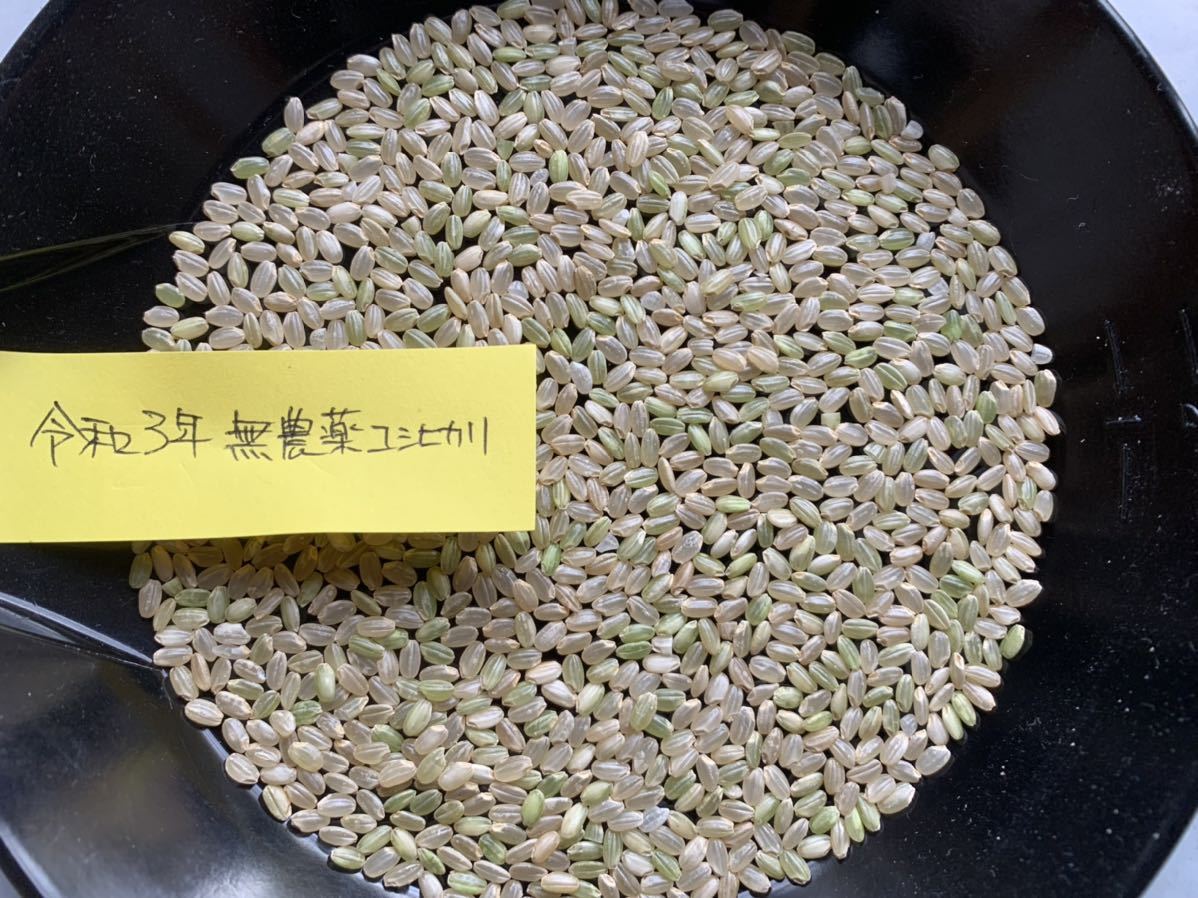 令和七年産 農薬・化学肥料不使用 近江米コシヒカリ オリーブ酵素米10