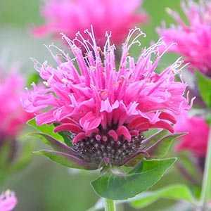 モナルダの値段と価格推移は 39件の売買情報を集計したモナルダの価格や価値の推移データを公開