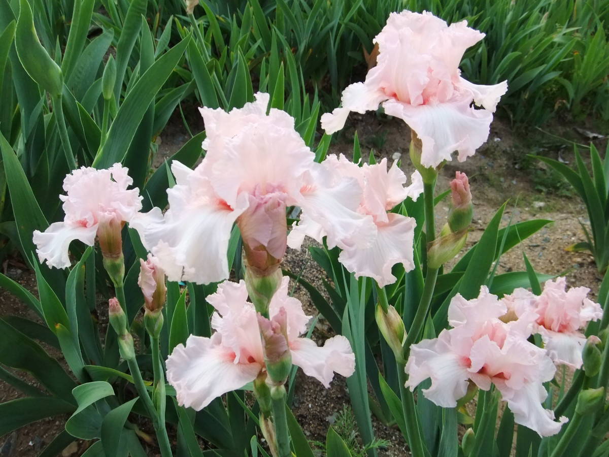 ジャーマンアイリス 優しいピンクの可愛いフリル ピンクローズ 2株 球根 売買されたオークション情報 Yahooの商品情報をアーカイブ公開 オークファン Aucfan Com