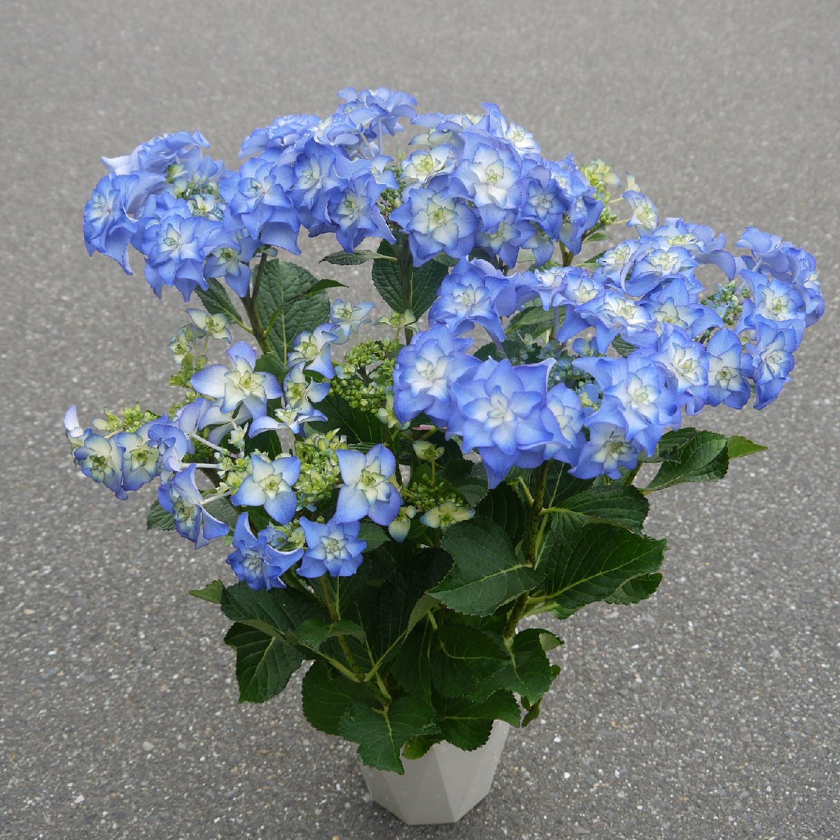 アジサイ カサノバ 5号 大栄花園 開花株 花付き 鮮やかなブルー ガク咲き てまり咲きへと変化 その他 売買されたオークション情報 Yahooの商品情報をアーカイブ公開 オークファン Aucfan Com アジサイ カサノバ 5号 大栄花園 開花株 花付き 鮮やかなブルー ガク咲き てまり咲きへと変化 その他 売買されたオークション情報 Yahooの商品情報をアーカイブ公開 オークファン Aucfan Com