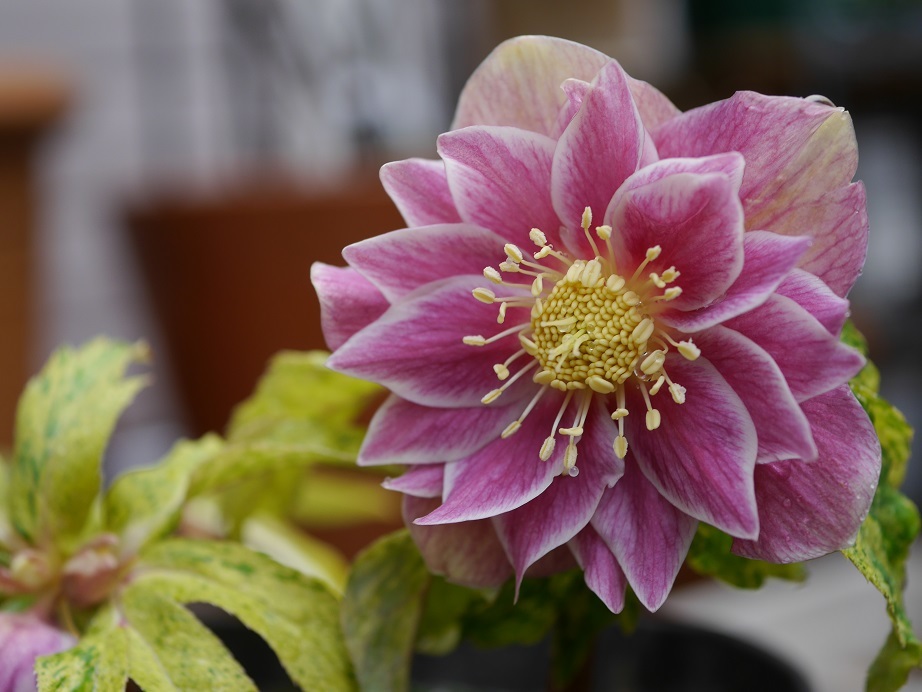 クリスマスロース　ソレイユdd斑入り株分け 広瀬園芸】クリスマスローズ ソレイユdd 広瀬園芸 dd ピンクソレイユ