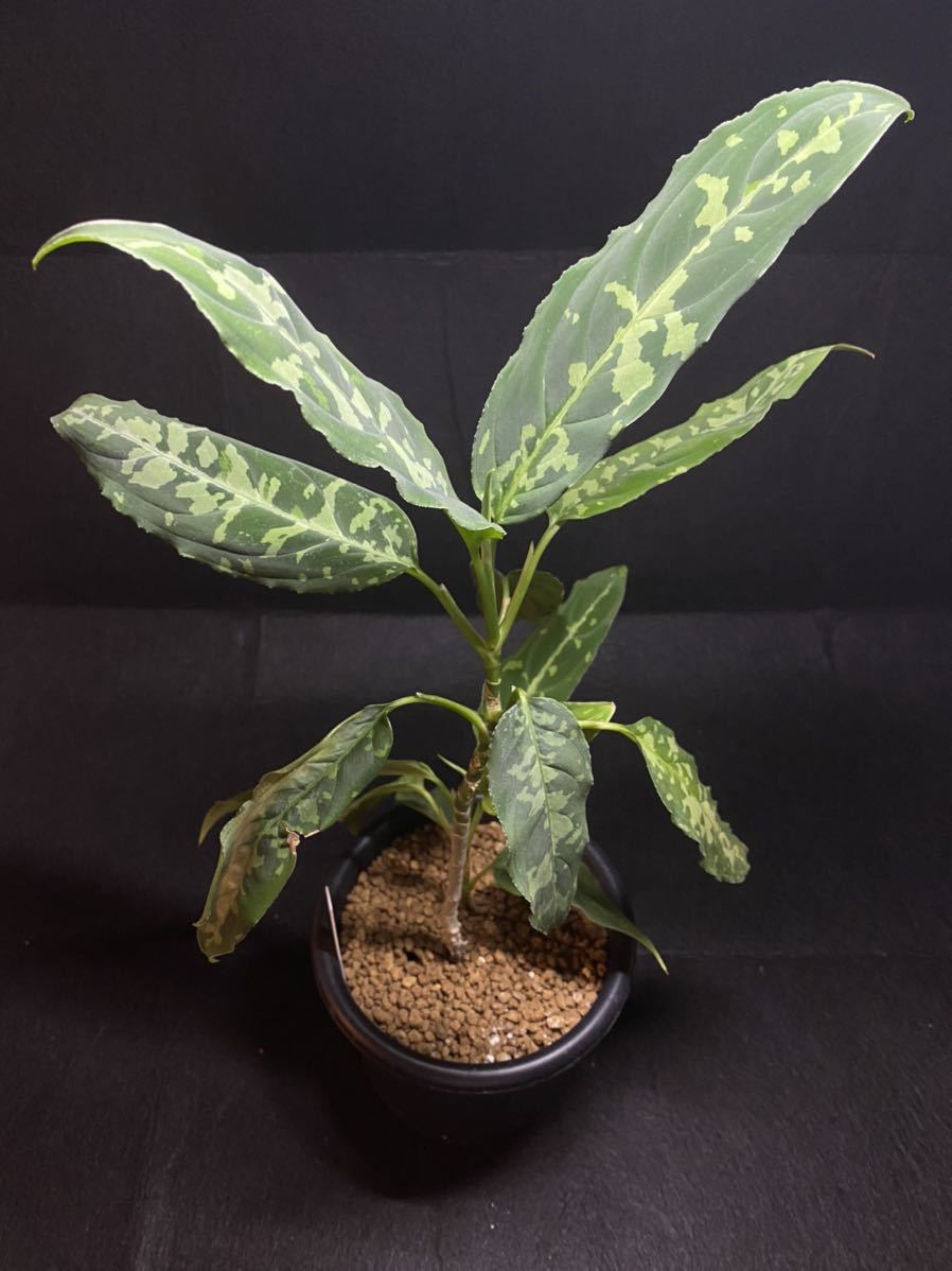 アグラオネマAZSpeed Wi-Fi HOME L13