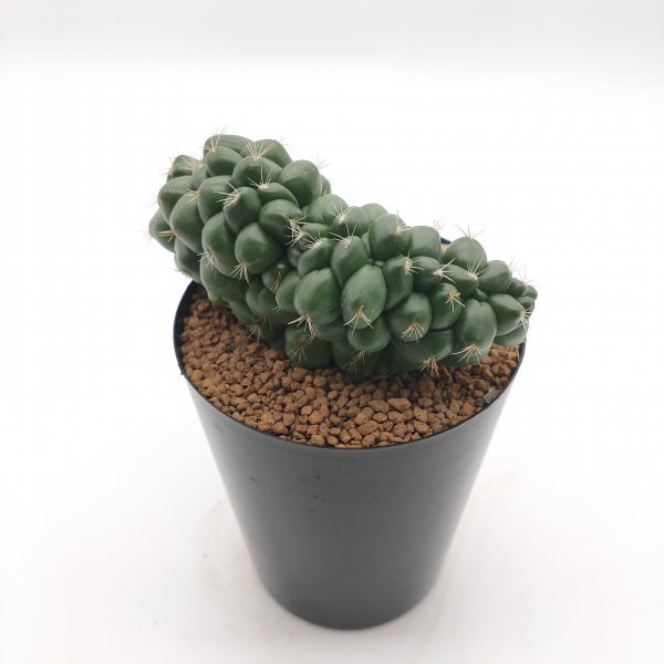 △▽象牙丸 綴化 ▽△ コリファンタ 抜苗 / サボテン 多肉植物 コーデック