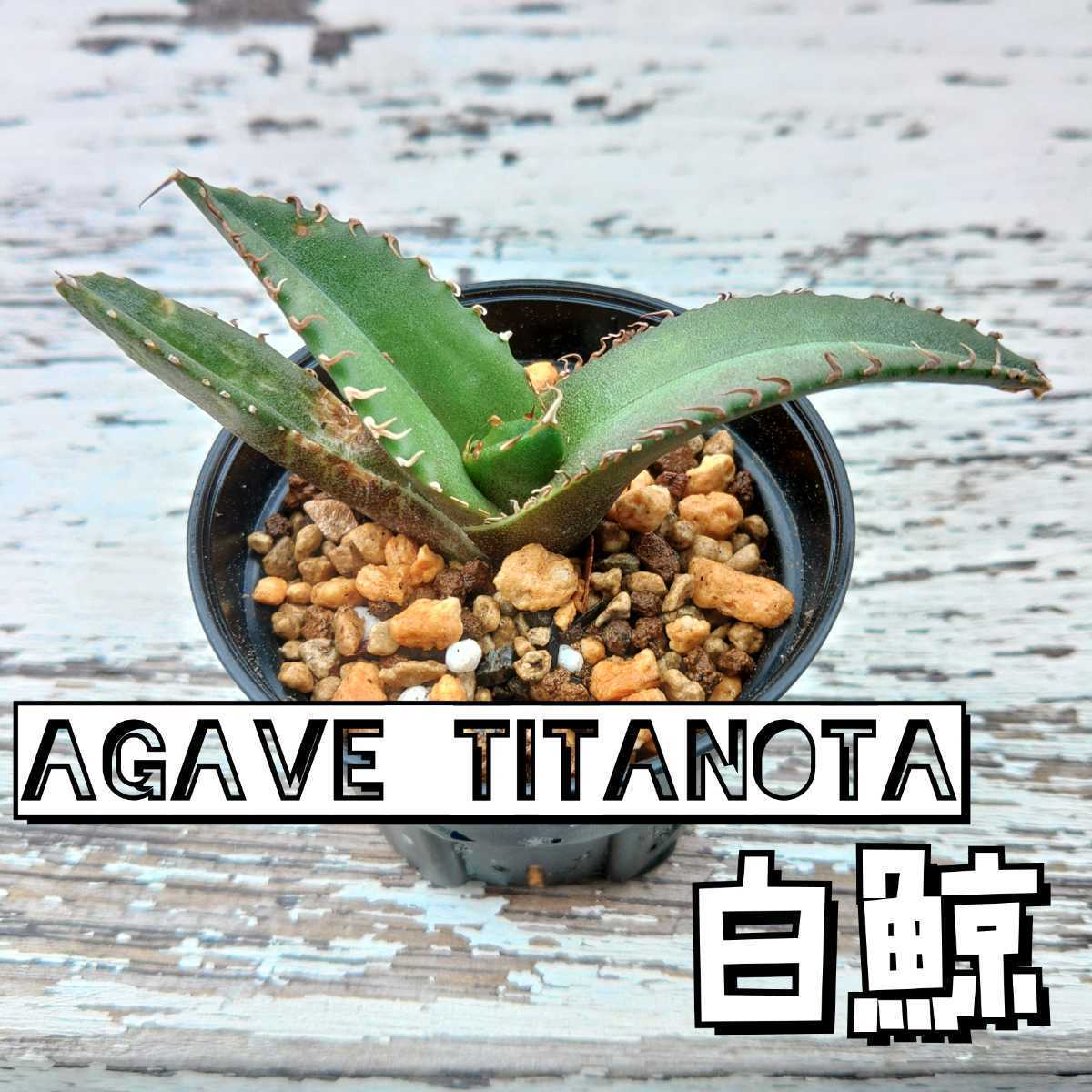 アガベ チタノタ白鯨【抜き苗発送】YA-58 Agave Titanota'White Whale