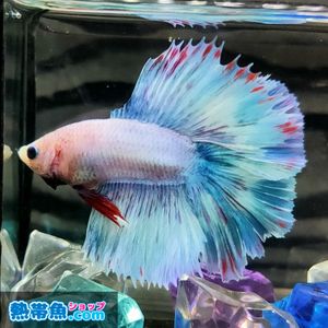 ベタ ホワイト ハーフムーンの値段と価格推移は 90件の売買情報を集計したベタ ホワイト ハーフムーンの価格や価値の推移データを公開