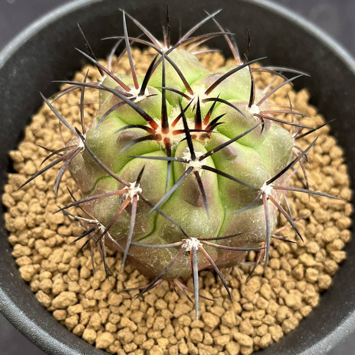 【大得価，大人気】 サボテン 多肉植物 803 コピアポア バレナレンシス カキコ 自根 Copiapoa vallenarensis(サボテン)｜売買されたオークション情報、yahooの商品情報をアーカイブ公開 - オークファン サボテン