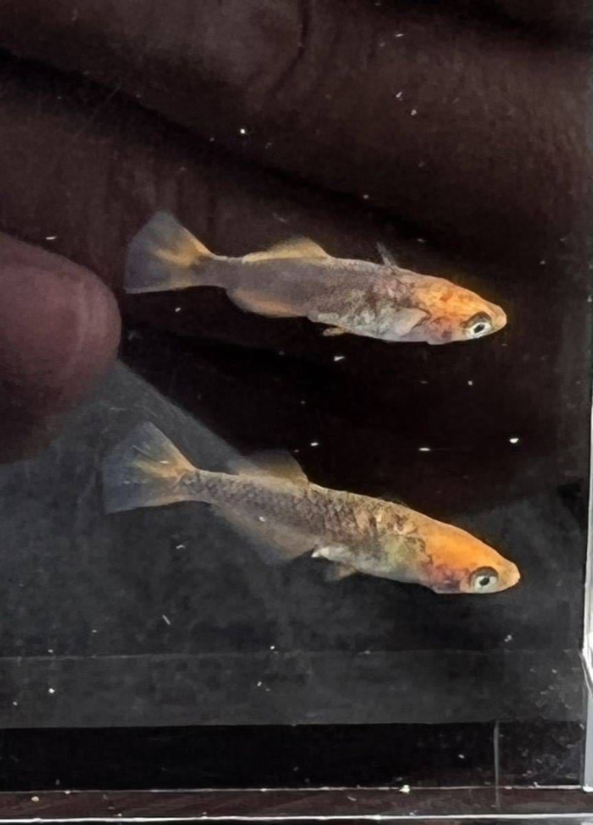 現物出品 飛燕 メダカ 若魚 2ペア 検索用 乙姫 紅薊 めだか 売買されたオークション情報 Yahooの商品情報をアーカイブ公開 オークファン Aucfan Com