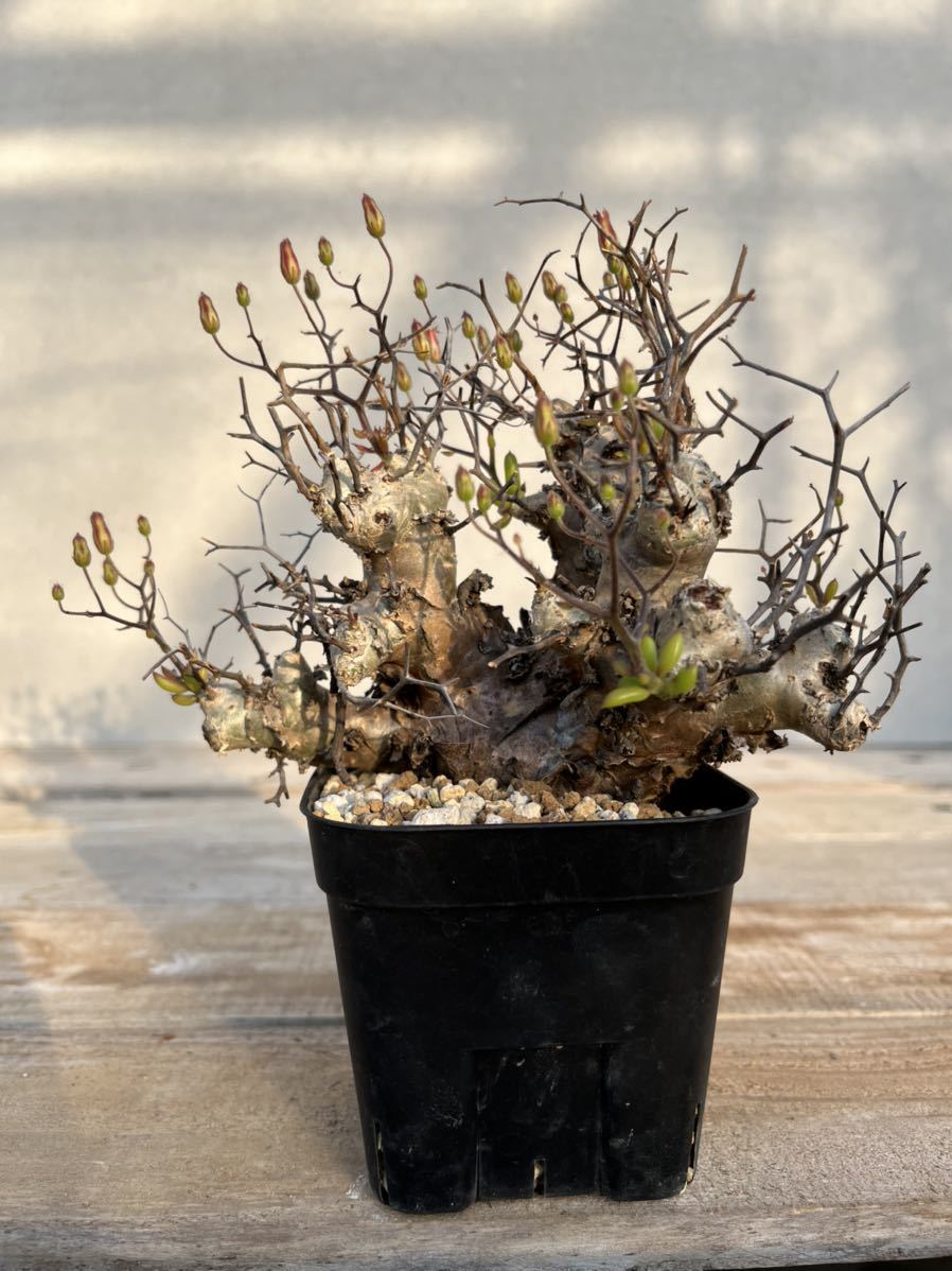 ●チレコドン　レティクラータス/Tylecodon reticulatus 万物想③