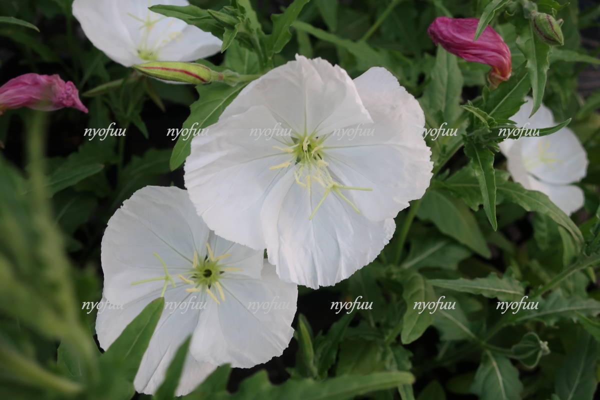 本当の 白花 月見草 ツキミソウ エノテラ つきみそう 山野草 草花 庭植え 地植え 鉢植え ガーデニング 花 売買されたオークション情報 Yahooの商品情報をアーカイブ公開 オークファン Aucfan Com