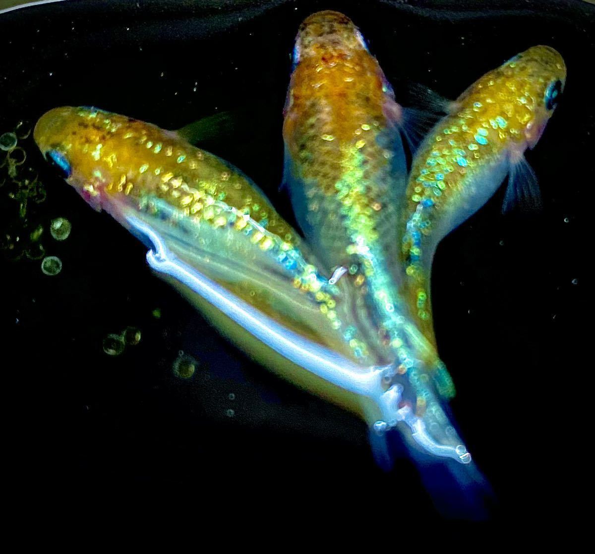 愛めだか ユリシス 虹色 極上 F1 限定 レインボー 大 極ラメ 特選 メダカ卵 高級メダカ メダカ有精卵 10個 A 有精卵 めだか 売買されたオークション情報 Yahooの商品情報をアーカイブ公開 オークファン Aucfan Com