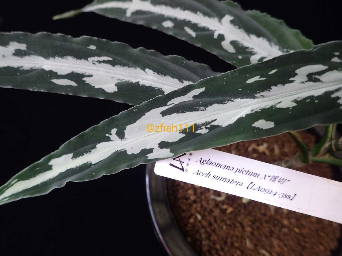 □LA便ネームド Aglaonema pictum A 雷切 Aceh sumatera LA0914-3ss  