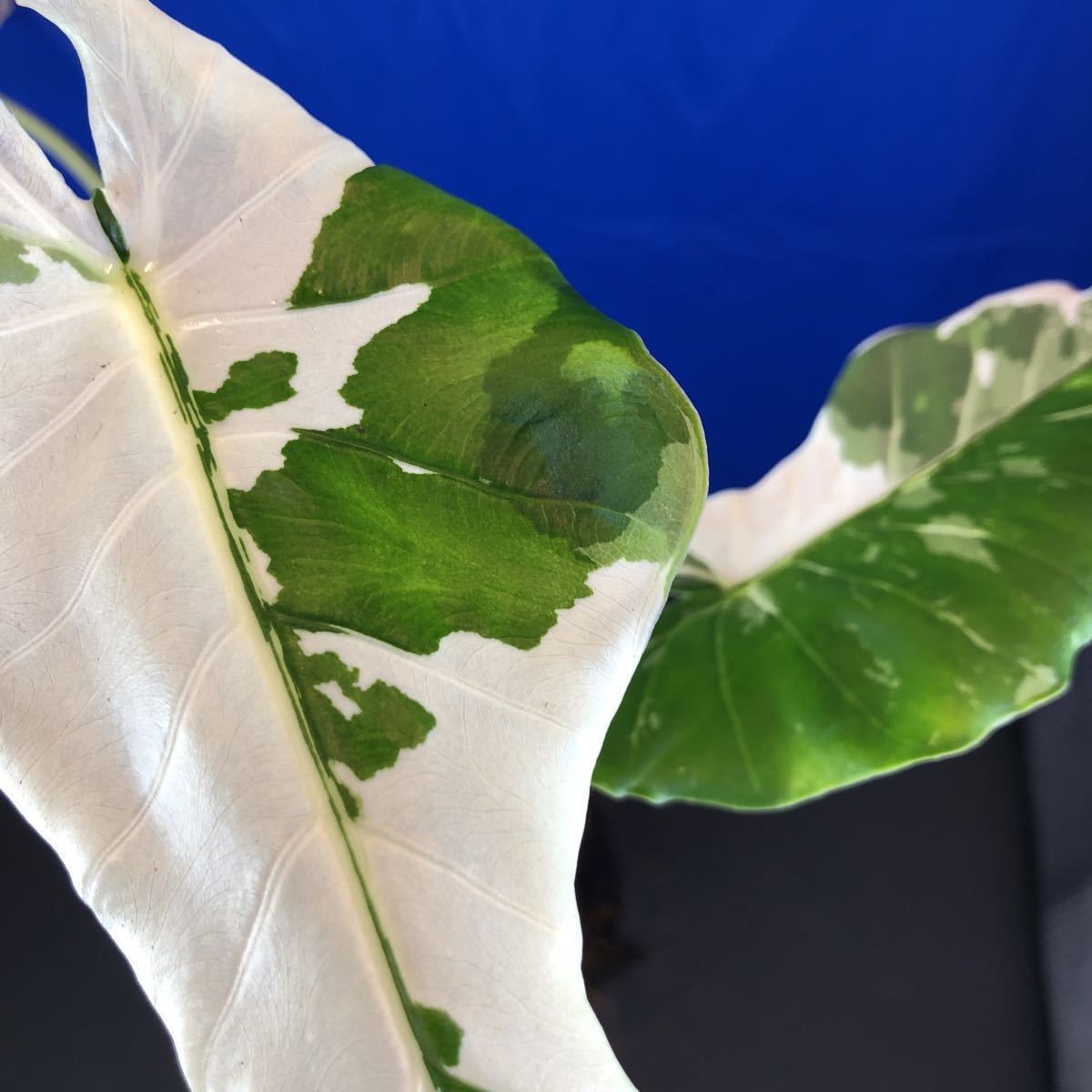 NO.0143 斑入り 古典 白斑入クワズイモ 特 2ヶセット 観葉植物