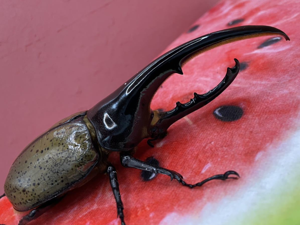 ヘラクレスオオカブト ペア オス150mm メス62mm 外国産 売買されたオークション情報 Yahooの商品情報をアーカイブ公開 オークファン Aucfan Com