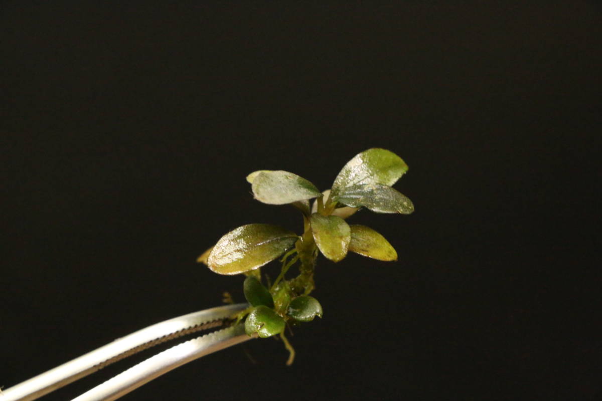  Kn便 二芽付き ブセファランドラ ファイヤーバード Bucephalandra sp. 'Fire Bird' Kn便 ブセ(その他)｜売買されたオークション情報、yahooの商品情報をアーカイブ公開 - オークファン その他