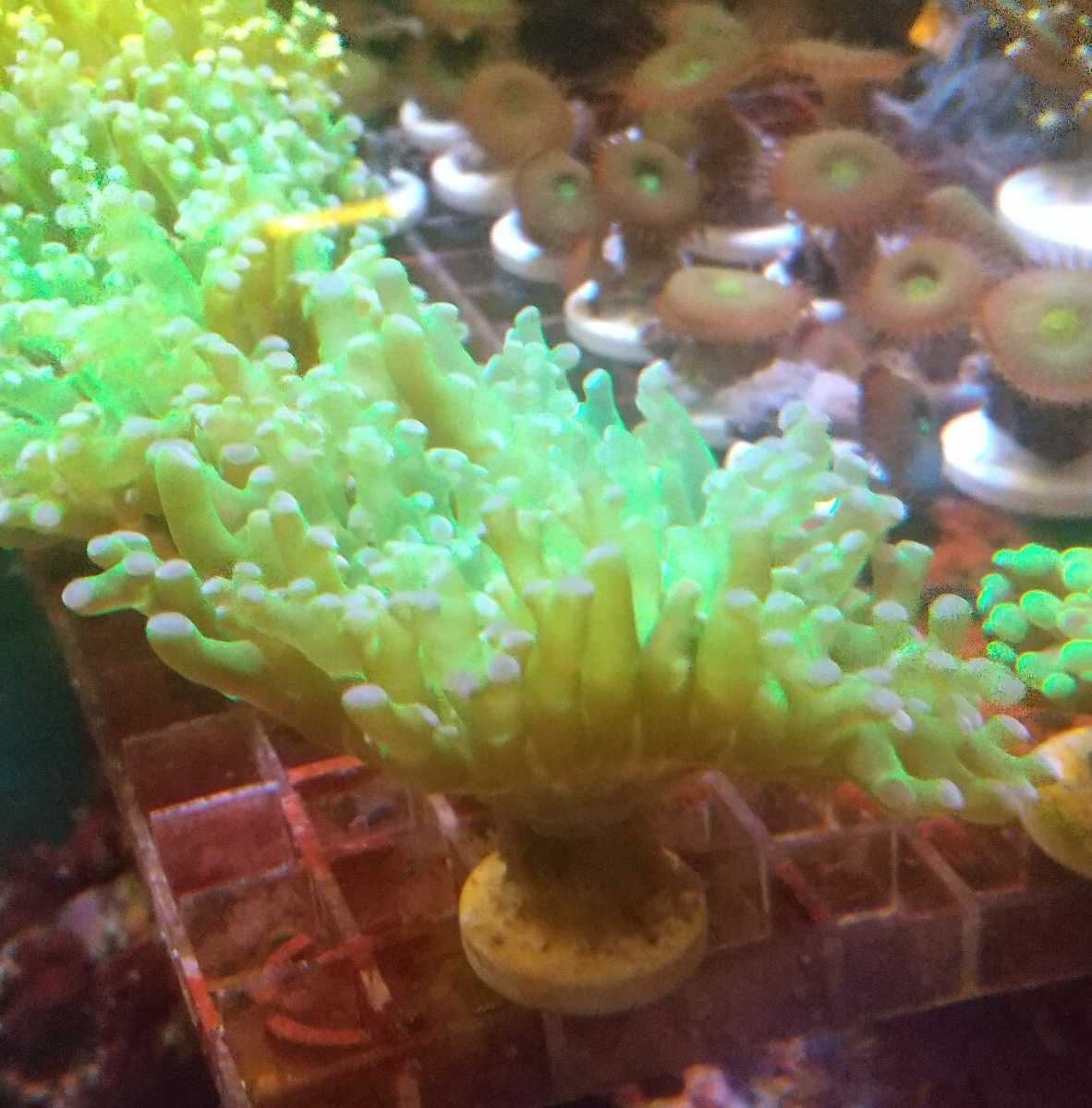 タコアシサンゴ コエダナガレハナサンゴ クリアグリーン フラグ 同梱ｏｋ 本州以外は要相談 ケミカン サンゴ 売買されたオークション情報 Yahooの商品情報をアーカイブ公開 オークファン Aucfan Com