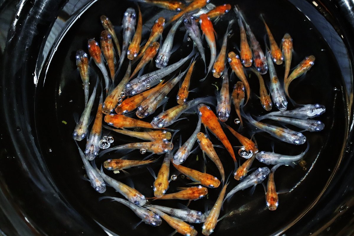 【八代海洋】雲州三色（ショート体型！） ５０尾 《現物画像！》