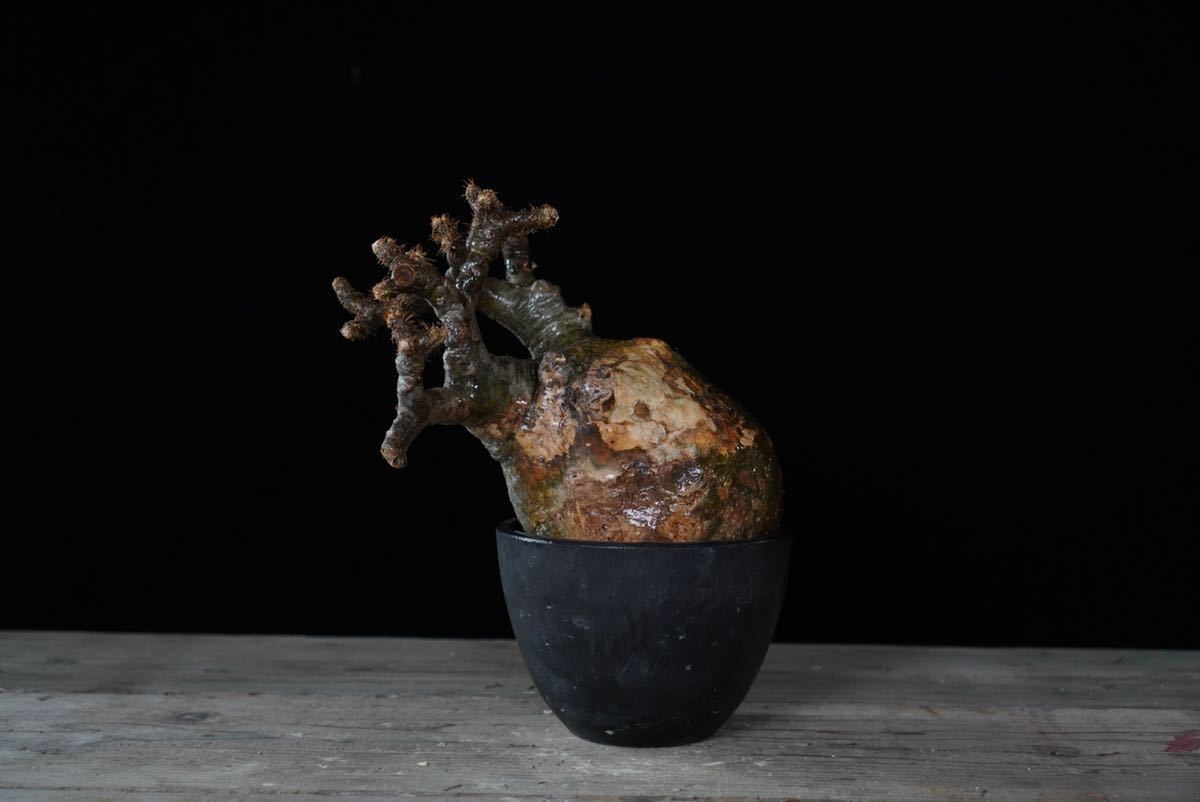 26 ワイルド肌□□Pachypodium Gracilius□□パキポディウム 