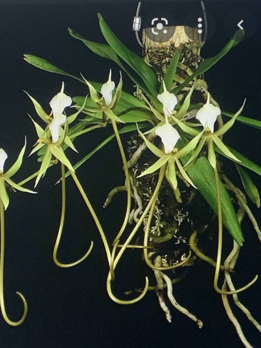 洋蘭 Plectrelminthus原種 THO-1487 Plectrelminthus caudatus 花