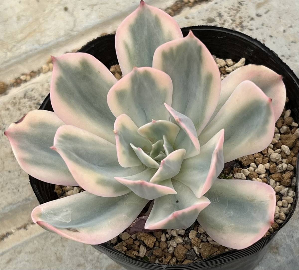 エケベリア | インブリカータ錦 Echeveria 