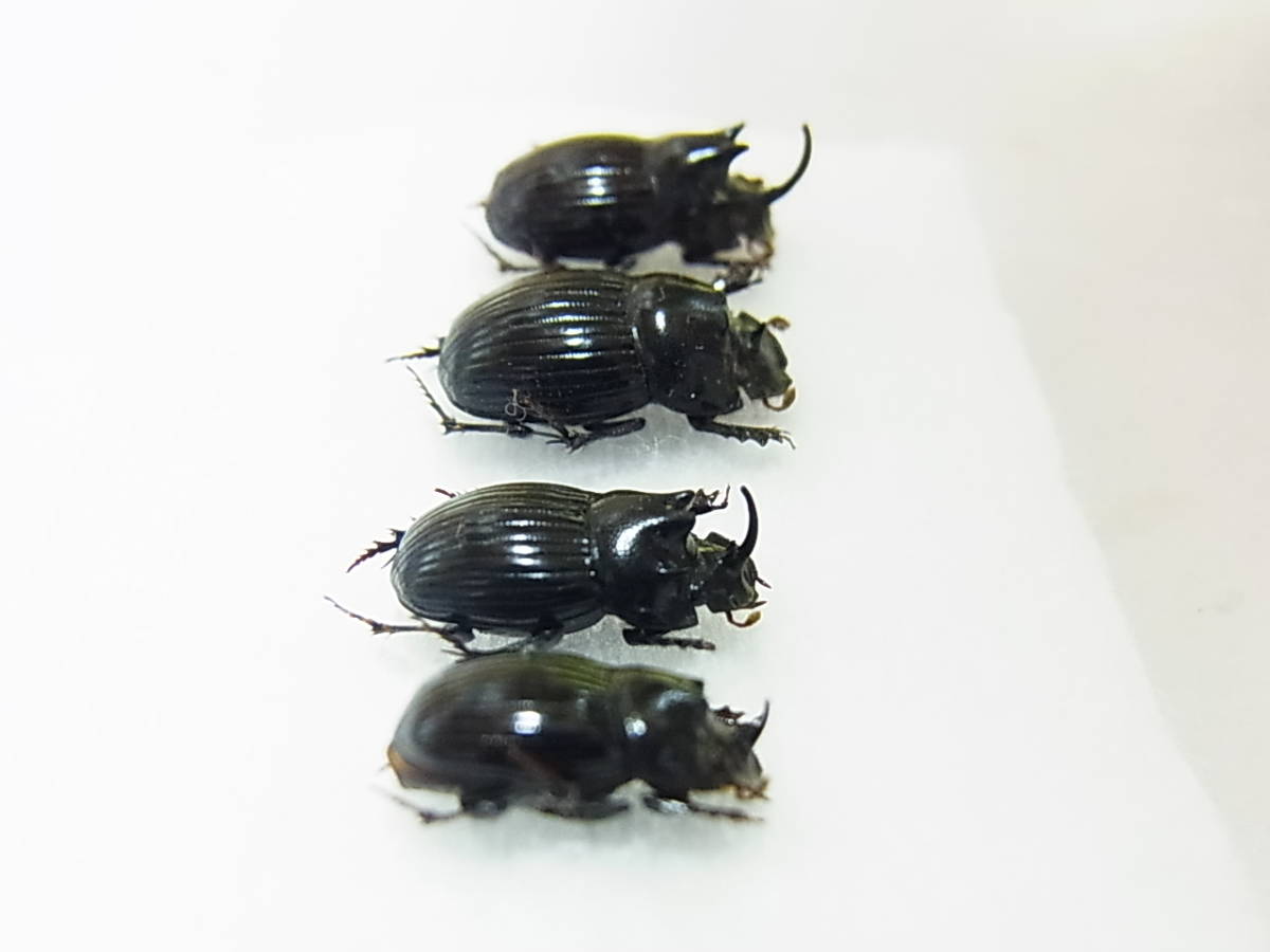 奈良県黒滝村産ゴホンダイコクコガネ大型ペア＋比較標本用ゴホン