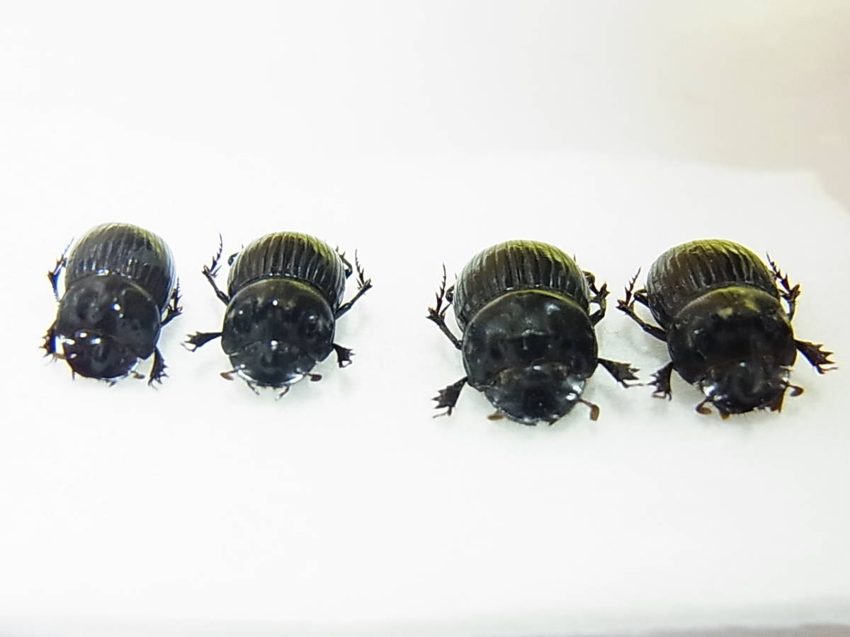 奈良県黒滝村産ゴホンダイコクコガネ大型ペア＋比較標本用ゴホン