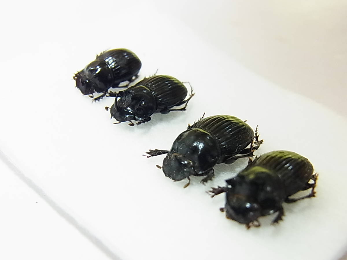 奈良県黒滝村産ゴホンダイコクコガネ大型ペア＋比較標本用ゴホン