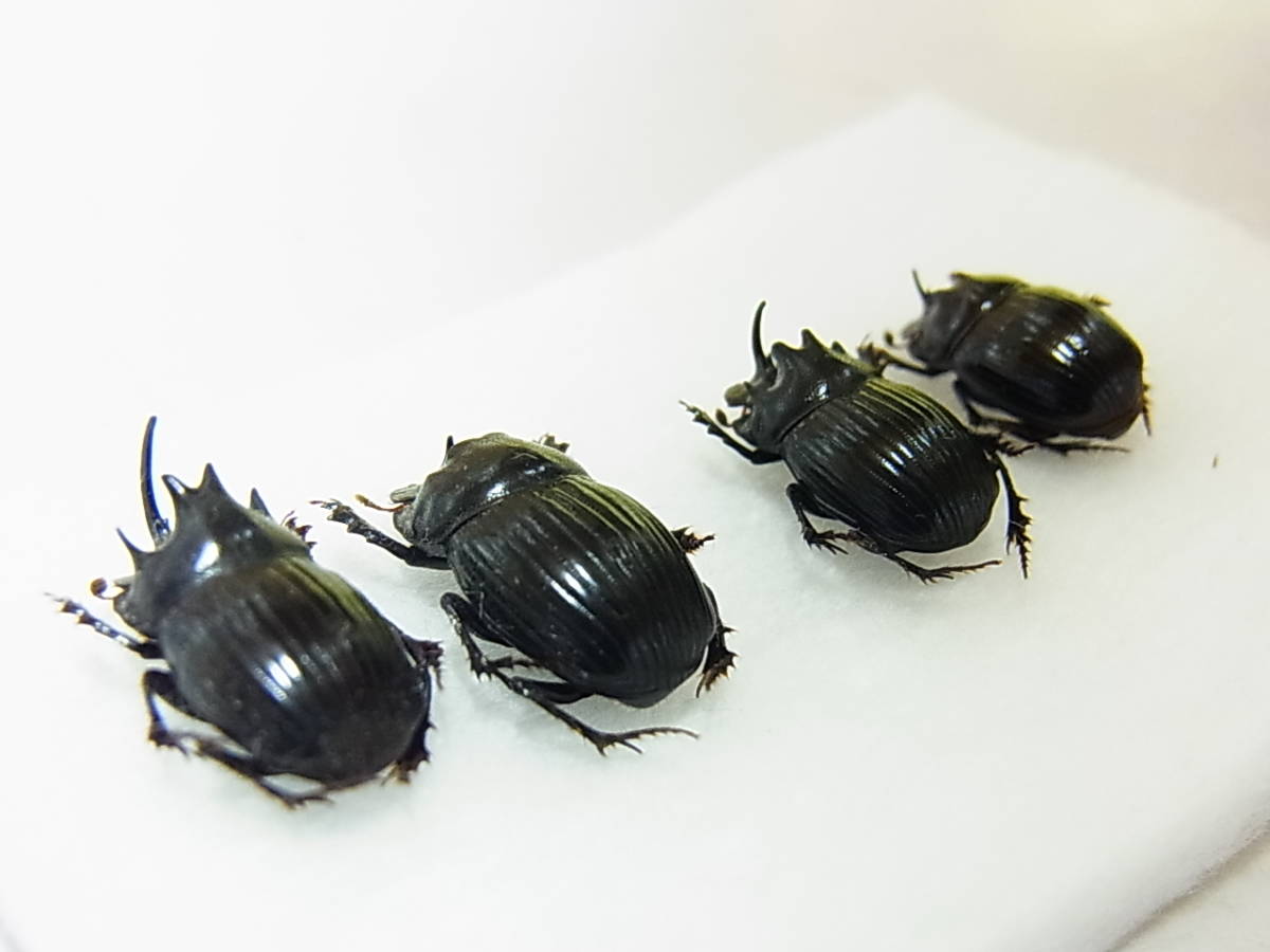 奈良県黒滝村産ゴホンダイコクコガネ大型ペア＋比較標本用ゴホン