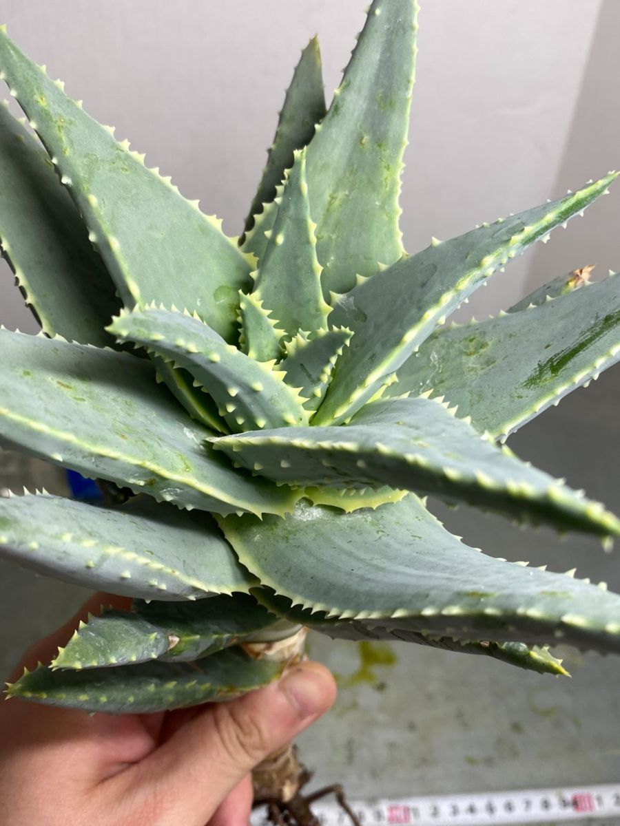 ヨ7806 実生 アロエ ピランシー 抜き苗 地植えしたものが育ちました 多肉植物 種から発芽 Aloe その他 売買されたオークション情報 Yahooの商品情報をアーカイブ公開 オークファン Aucfan Com ヨ7806 実生 アロエ ピランシー 抜き苗 地植えしたものが育ちました 多肉植物 種から発芽 Aloe その他 売買されたオークション情報 Yahooの商品情報をアーカイブ公開 オークファン Aucfan Com