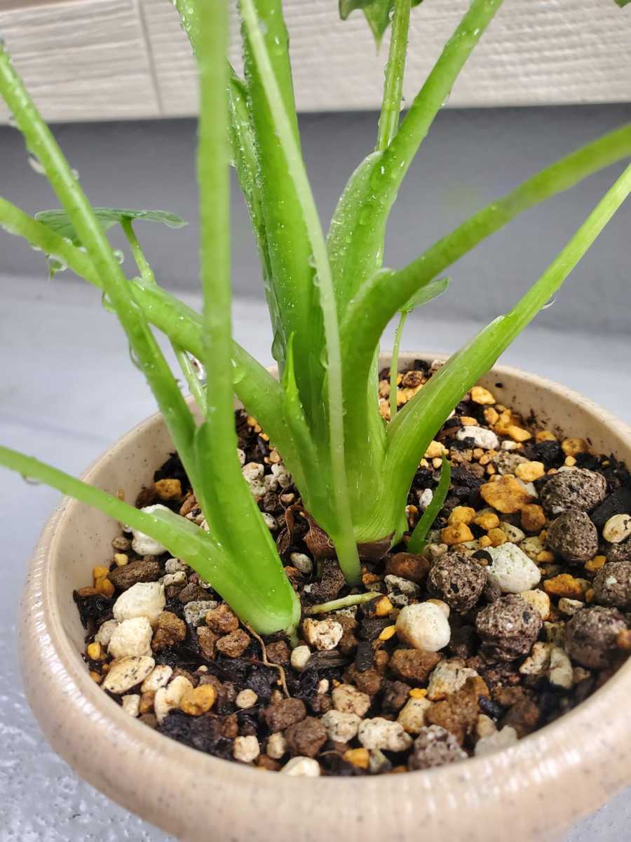 クワズイモ斑入り鉢ごと発送 斑入りクワズイモ 4号 - 観葉植物 クワズイモ斑入り鉢ごと発送 斑入りクワズイモ 4号 - 観葉植物