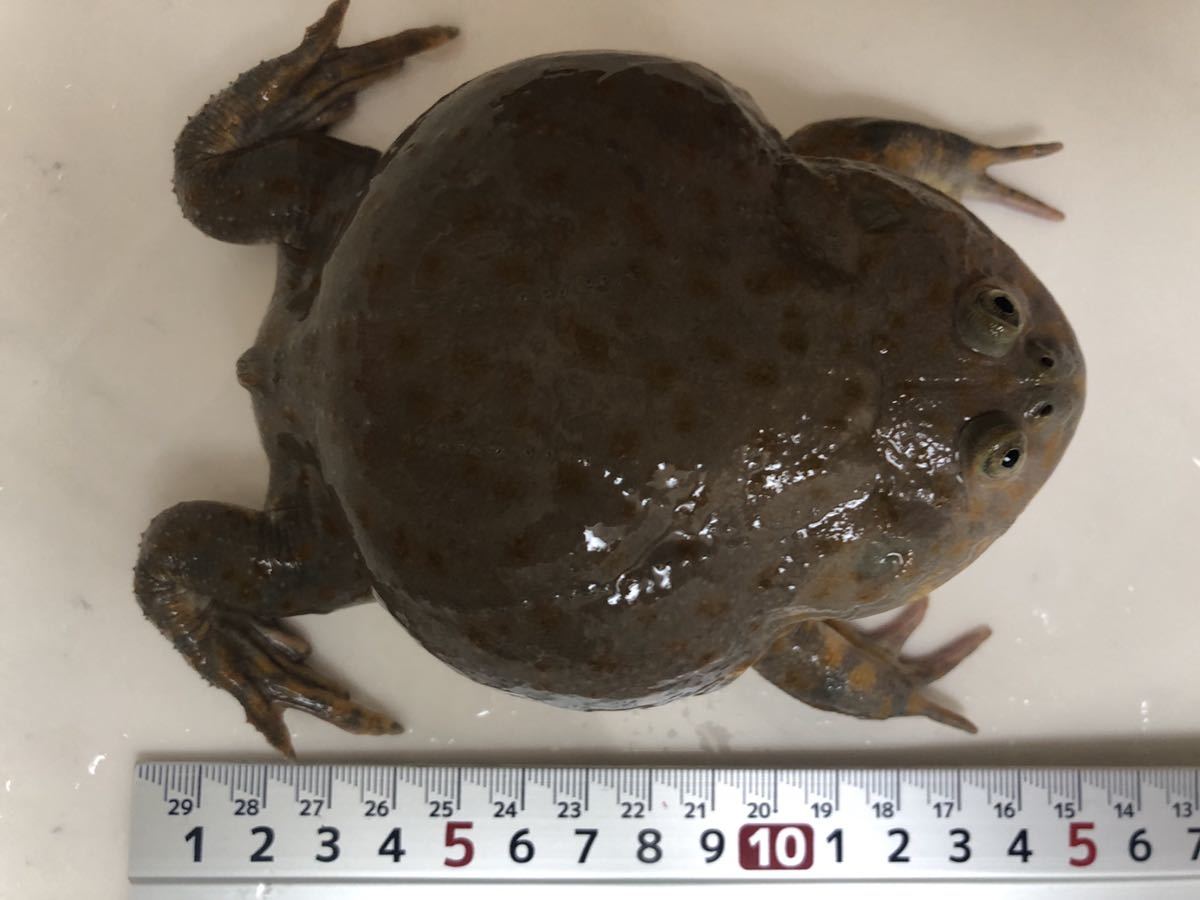 大きめ☆バジェットガエル☆12cm程度☆マルメタピオカガエル☆(カエル 
