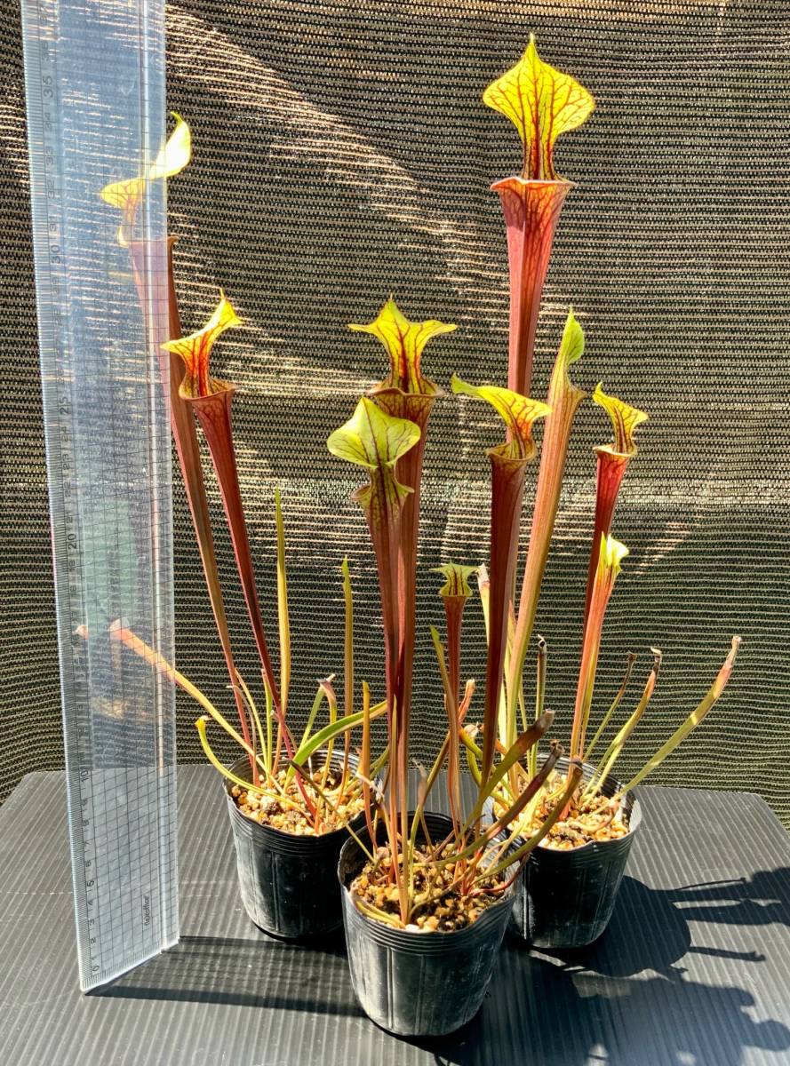 食虫植物 サラセニア フラバ オルナタ ルブリコーポラ 実生苗 3pot その他 売買されたオークション情報 Yahooの商品情報をアーカイブ公開 オークファン Aucfan Com