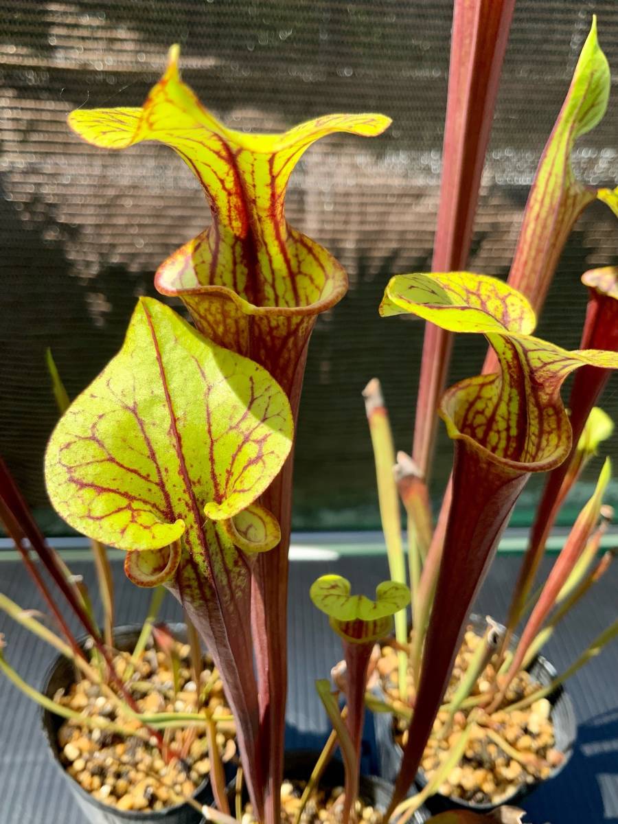 食虫植物 サラセニア フラバ オルナタ ルブリコーポラ 実生苗 3pot その他 売買されたオークション情報 Yahooの商品情報をアーカイブ公開 オークファン Aucfan Com