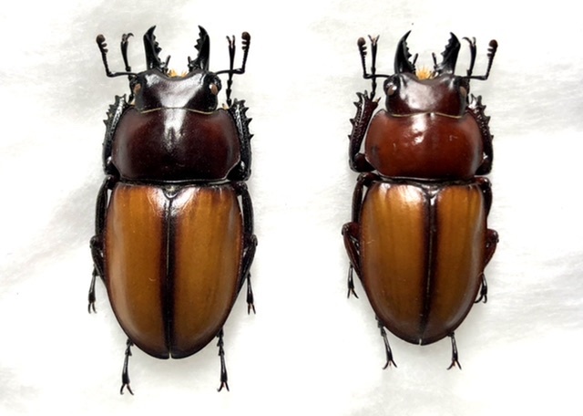 チャイロマルバネクワガタ 規制前採集品 昆虫標本 no.09(その他)｜売買