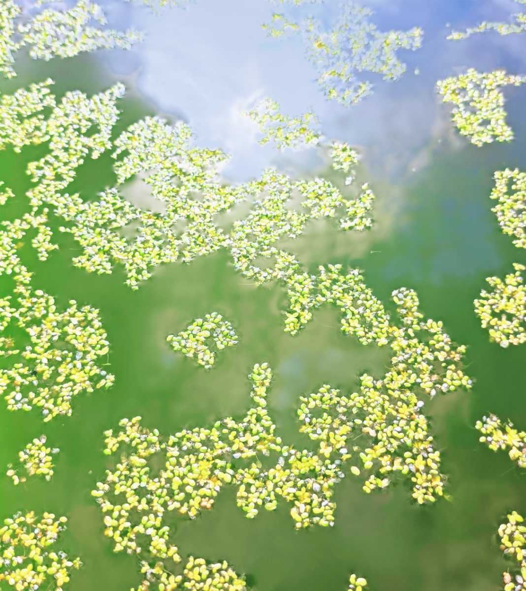 六助めだか 風雅 メダカ有精卵10個 死着保証分a個 風雅 楊貴妃 紅帝 ラメ スワロー めだか卵 メダカ卵 水草 売買されたオークション情報 Yahooの商品情報をアーカイブ公開 オークファン Aucfan Com