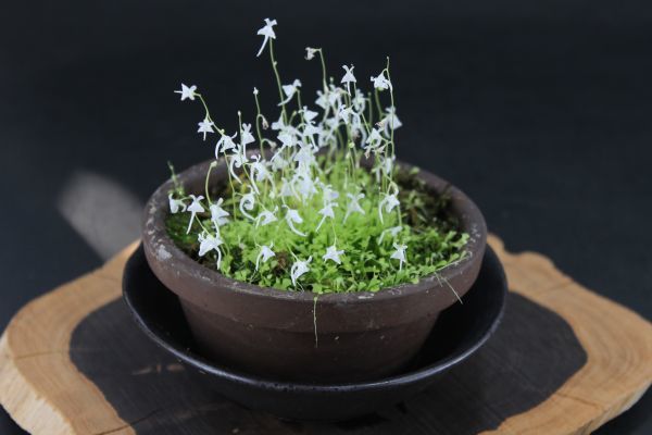 かわいい兎苔 ウサギゴケ 小型 白花系統 テラリウムにも最適 栽培説明書 付 痛まないようプラケース入 発送 食虫植物 鉢植え 売買されたオークション情報 Yahooの商品情報をアーカイブ公開 オークファン Aucfan Com