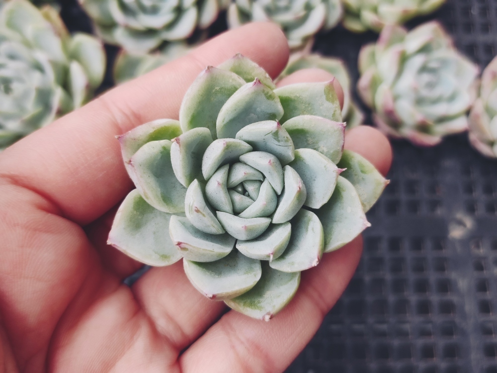 S291ピンククリスタルローズ25個 多肉植物 エケベリア 韓国 サボテン 売買されたオークション情報 Yahooの商品情報をアーカイブ公開 オークファン Aucfan Com S291ピンククリスタルローズ25個 多肉植物 エケベリア 韓国 サボテン 売買されたオークション情報 Yahooの商品情報をアーカイブ公開 オークファン Aucfan Com