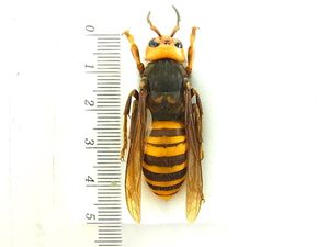 標本 蜂の値段と価格推移は 11件の売買情報を集計した標本 蜂の価格や価値の推移データを公開