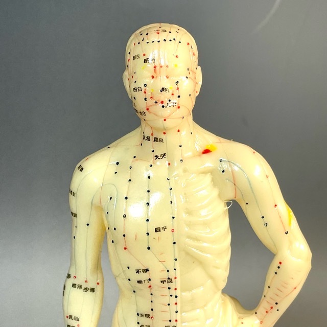 人体模型 : (中国語) 鍼灸経穴模型 鍼灸経穴人体模型