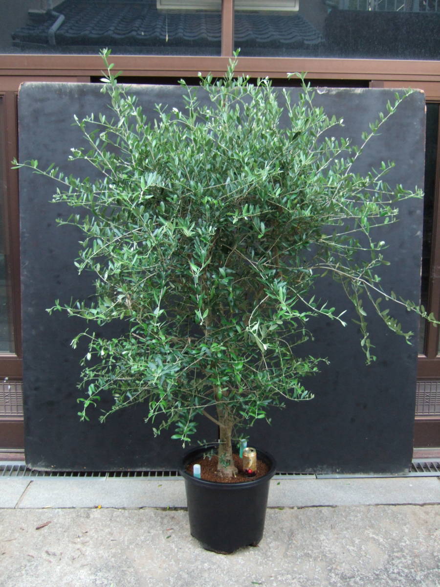 ☆小豆島で育んだ オリーブ ネバディロブランコ 鉢植 180cm