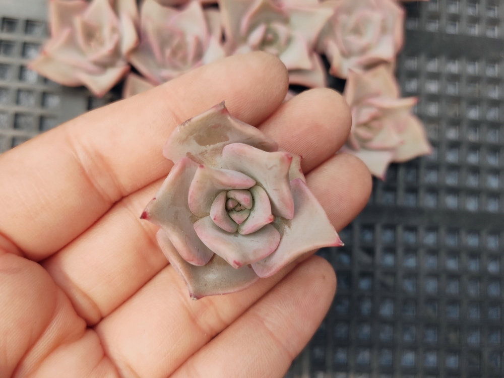  fw027マディバ16 個 多肉植物 エケベリア(サボテン)｜売買されたオークション情報、yahooの商品情報をアーカイブ公開 - オークファン サボテン