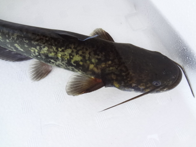 ニホンナマズ 31cm 静岡産 画像個体 淡水魚 マナマズ 川魚 肉食魚 ナマズ 大型魚 水槽 飼育 日本ナマズ 観賞魚 なまず 池 沼 川魚 売買されたオークション情報 Yahooの商品情報をアーカイブ公開 オークファン Aucfan Com
