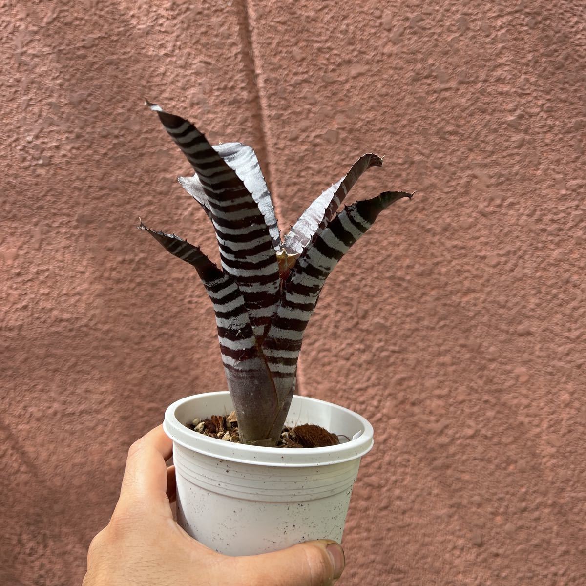  Pof Pof aechmea chantinii hybrid エクメア チャンティニー ハイブリッド(アナナス)｜売買されたオークション情報、yahooの商品情報をアーカイブ公開 - オークファン アナナス